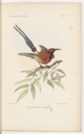 Les oiseaux de la Chine par M. l'abbé Armand David et Emile Oustalet 1877
