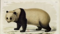 Recherches pour servir à l'histoire naturelle des mammifères (...), des observations sur l'hippopotame de Liberia et des études sur la faune de la Chine (...) H. et A. Milne Edwards. 1868-1874