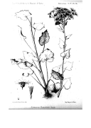 Plantae Davidianae ex sinarum imperio (2 tomes)  A. Franchet. 1884-1888