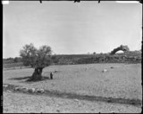 Au sud d'Hébron : le Carmel de Ziph et le site de Beit Jibrin  1890-1900