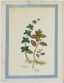 Plantes et arbres qui intéressent l'industrie  Atelier Yoeequa. 1830-1840