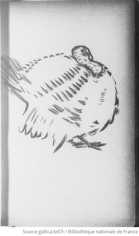 [Illustrations de Histoires naturelles] / Pierre Bonnard, dess. ; Jules Renard, aut. du texte - 12