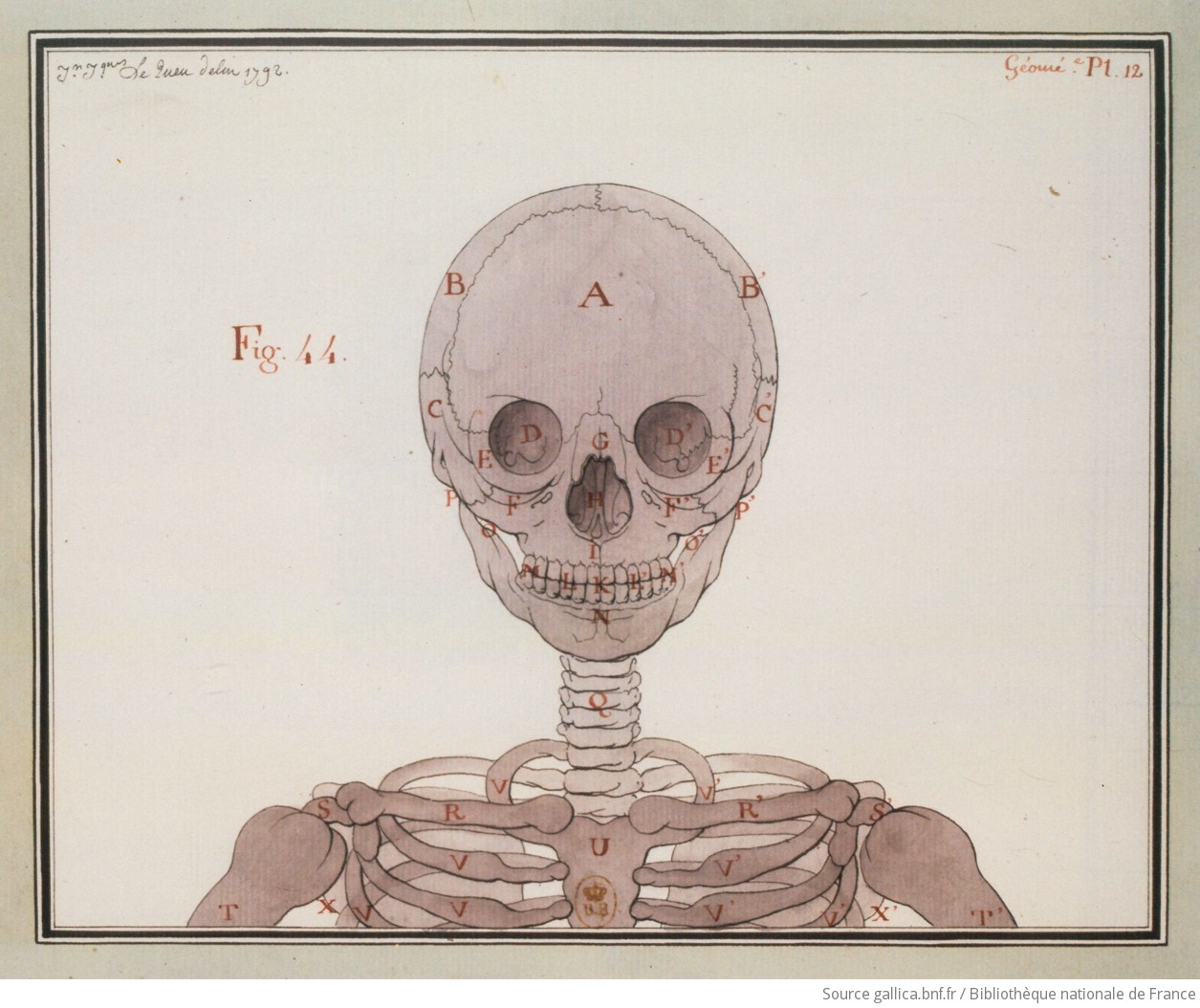 [Etude d'un squelette, vue de face] : [dessin] / Jn Jques Le Queu delin. 1792 - 1