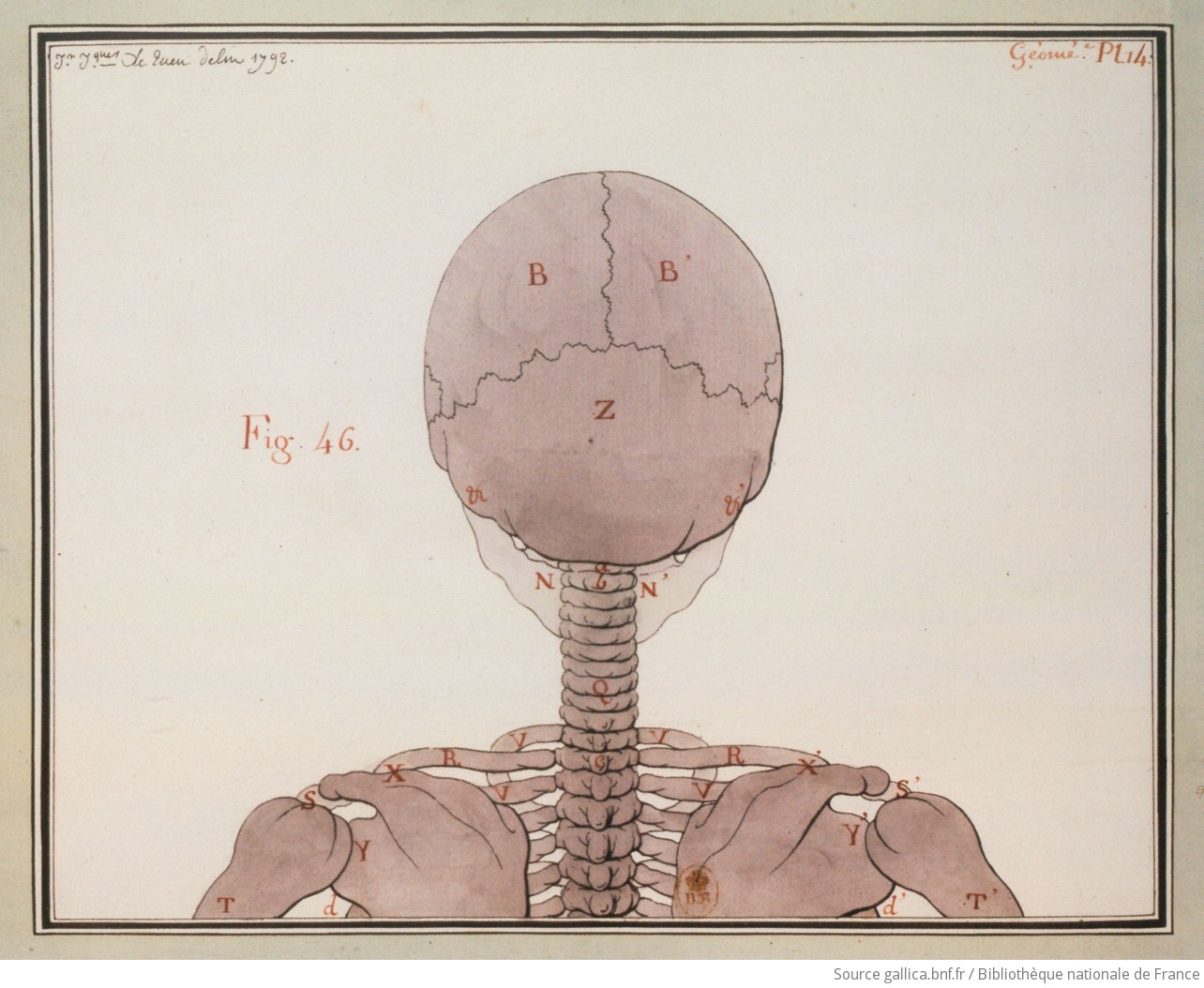 [Etude d'un squelette vue de dos] : [dessin] / Jn Jques Le Queu delin. 1792 - 1