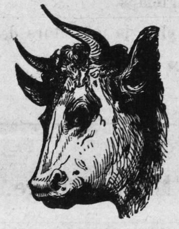 Le Bœuf gras. Image publiée à Charquemont le 25 janvier 1891 dans le journal : Le Publicateur des montagnes du Doubs