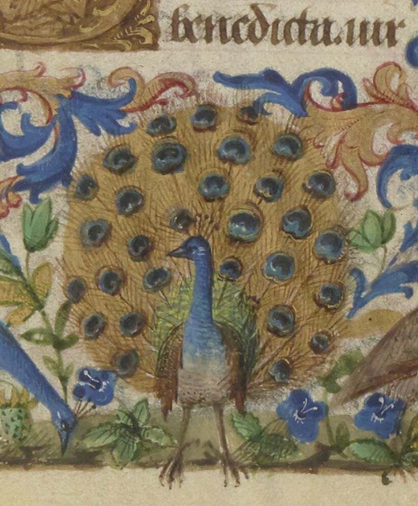 Border Peacock
