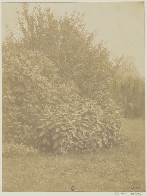 [Buisson]: [photograph]/[attributed to Victor Stribeck]