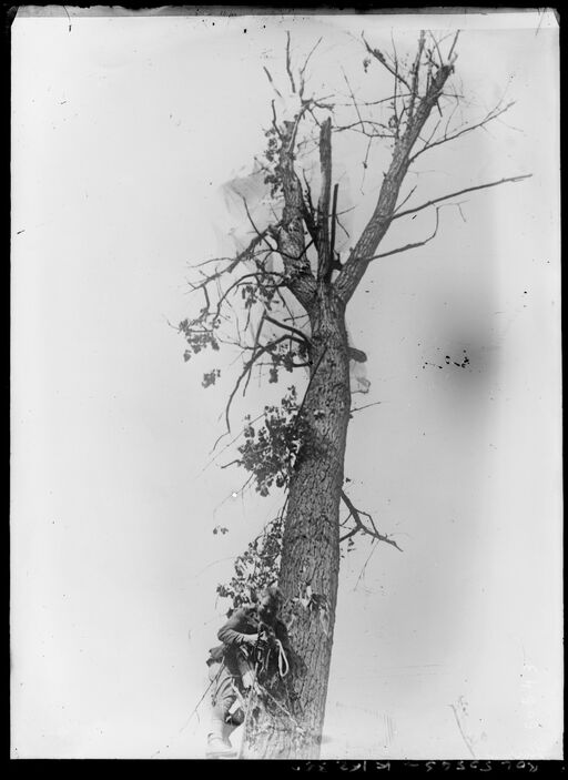 Une descente en parachute [soldat dans un arbre] : [photographie de presse] / [Agence Rol]