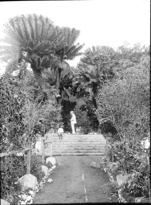 Martinique. The great cycas of the Botanical Garden of S [ain] t Pierre (1899)/[photogr.] Salles; [photogr. reprod. by Molténi?]