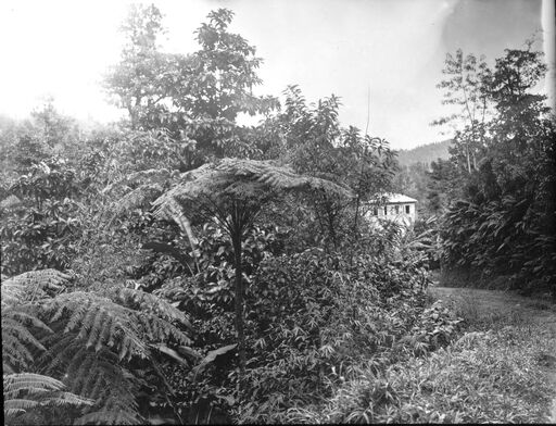 Martinique. Route de la Trace ; pavillon du Gouverneur à l'Alma (1899) / [photogr.] Salles ; [photogr. reprod. par Radiguet & Massiot?]