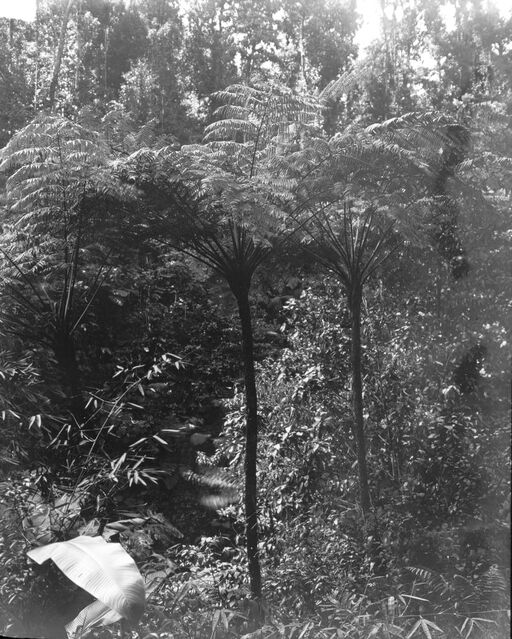 Martinique. Trace Road (ferns) (1899)/[photogr.] Salles; [photogr. reprod. by Radiguet & Massiot?]