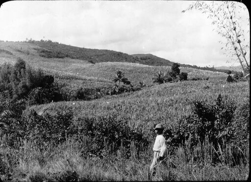 Martinique. Champs de cannes à sucre, près Fort-de-France, Moutte (Déc. 1894) / [photogr.] Salles ; [photogr. reprod. par Radiguet & Massiot?]