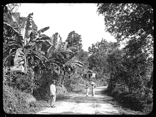 Jamaïque. Route près de Port-Antonio (1888) / [photogr.] Salles ; [photogr. reprod. par Molténi?]