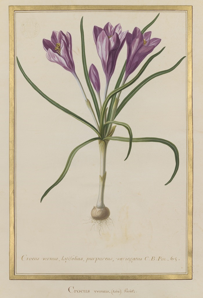 crocus_mnhn.jpg