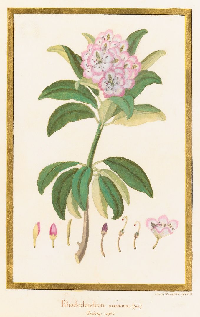 rhododendron_mnhn.jpg