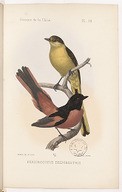 Les oiseaux de la Chine. Atlas  M. l'abbé A. David. 1877
