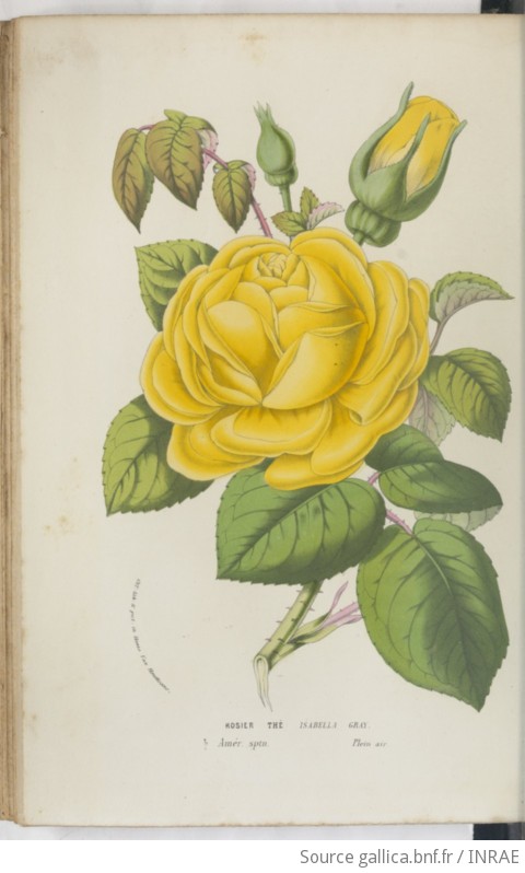 Flore des serres et des jardins de l'Europe, ou Descriptions et figures