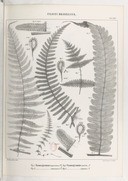Cryptogames vasculaires (fougères, lycopodiacées, hydroptéridées, équisétacées) du Brésil : matériaux pour une flore générale de ce pays  A. L. A. Fée. 1869-1874 