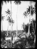 Plantation indigène de cocotiers en Annam  1905
