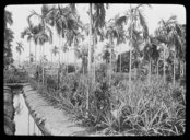 Jardin d'aréquiers avec théiers et ananas en Indochine