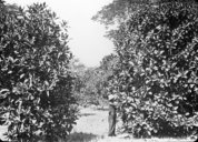 Plantation de caféiers chari à 5 x 5 avec cultures intercalaires  1900