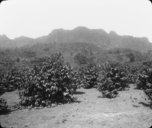Plantation de caféiers dans le domaine de Nhu-Xuan en Indochine  1900