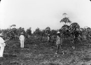 Jeune plantation d'hévéas à Suzannah  1919