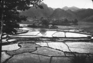 Culture du riz en Indochine  1909-1926