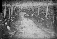 Récolte du café en Indochine  1909