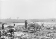 Hersage des rizières  1930