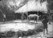 Battage du riz par piétinage  1909