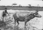 Hersage de rizières au Tonkin  1909
