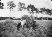 Battage du riz à la station rizicole de Comtho  1909