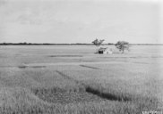 La rizière un peu avant la moisson  1926