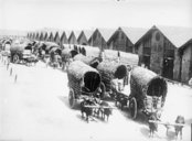 Convoi de charrettes à bœufs  1926