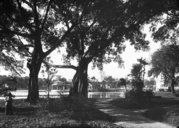 Ficus elastica au bord du petit lac d'Hanoï  1919