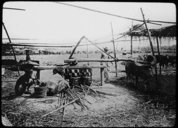 Canne à sucre : broyage artisanal  1930-1936