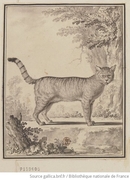 Le Chat Sauvage Dessin De Seve 1755 Gallica