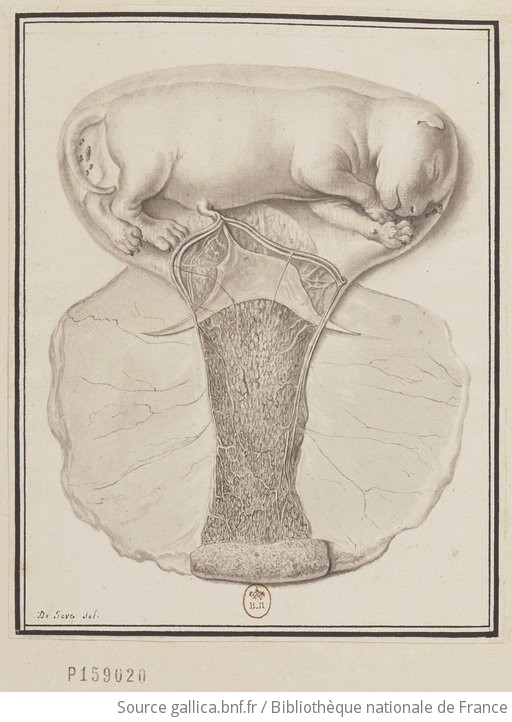 Foetus De Chat Dessin De Seve Del Gallica