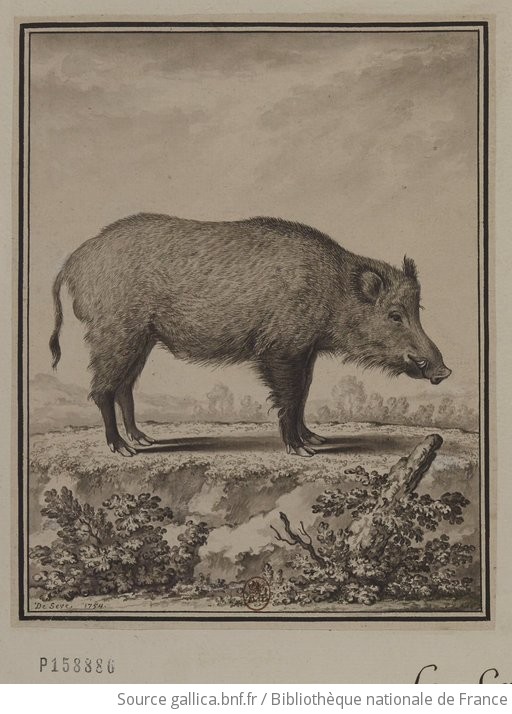 Le Sanglier Dessin De Seve 1754 Gallica