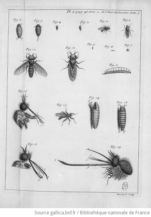 Illustrations de Mémoires pour servir à l'histoire des insectes, t.V]. Tome  5, Suite de l'histoire des mouches à deux ailes et l'histoire de plusieurs  mouches à quatre ailes, savoir des mouches à