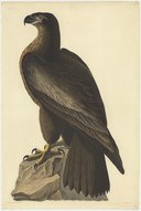The birds of America (126 vol.)   J. J. Audubon. 1830