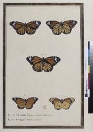Plexippus. Papillon de l'Amérique Septentrionale  C. Aubriet. 18e