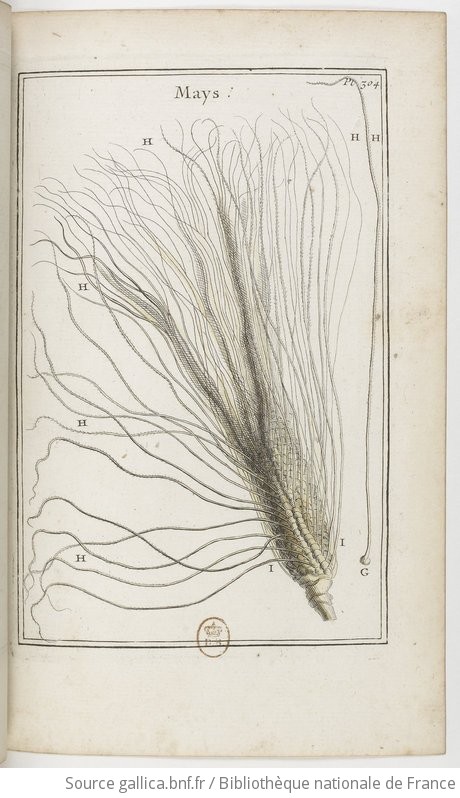 Elemens De Botanique Ou Methode Pour Conno Tre Les Plantes Iii Pl Par Mr