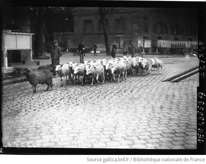 Aux Abattoirs De La Villette Arrivée Des Moutons Allemands Vivants Photographie De Presse 0482