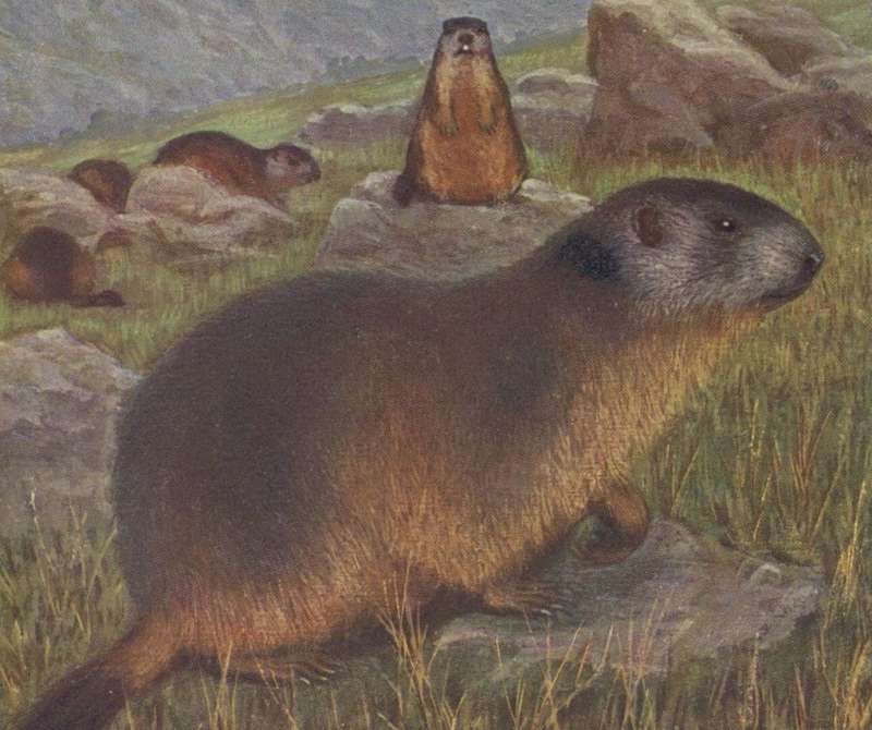 Les conséquences de la tétine et comment s'en séparer - La Marmotte et ses  Marmots