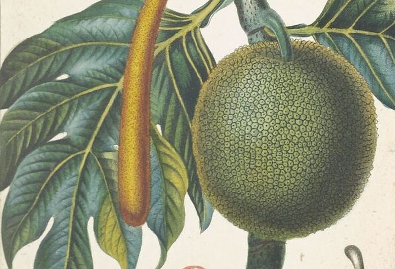Fruits et légumes frais verts de Science Photo Library en poster