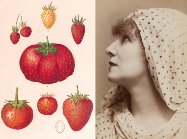 Histoire des fraises Sarah Bernhardt