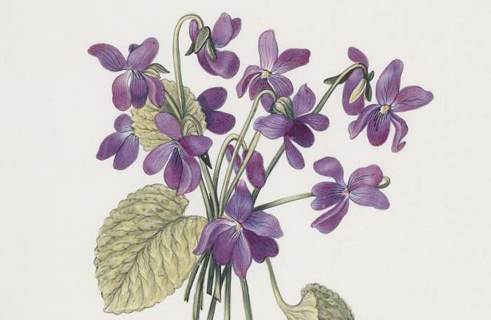 La violette des bois | Le blog de Gallica