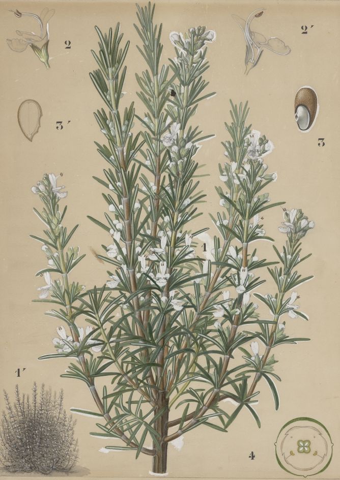Le romarin (Rosmarinus officinalis) - Une plante aromatique aux vertus  médicinales- Plantes et Santé